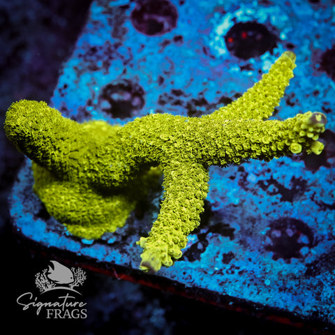Bali Slimer Acropora WYSIWYG frag 10