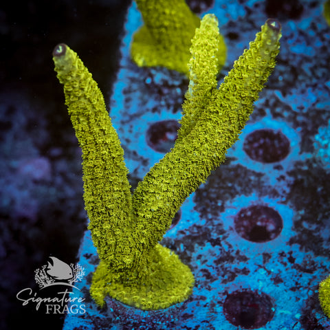 Bali Slimer Acropora WYSIWYG frag 1