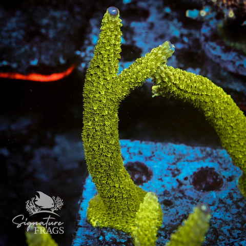 Bali Slimer Acropora WYSIWYG frag 2