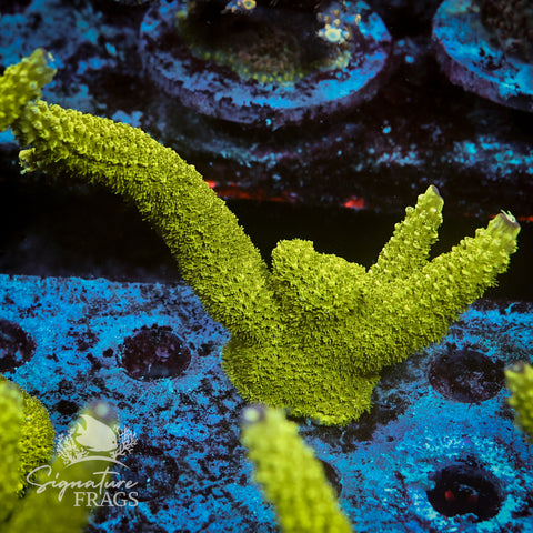 Bali Slimer Acropora WYSIWYG frag 3