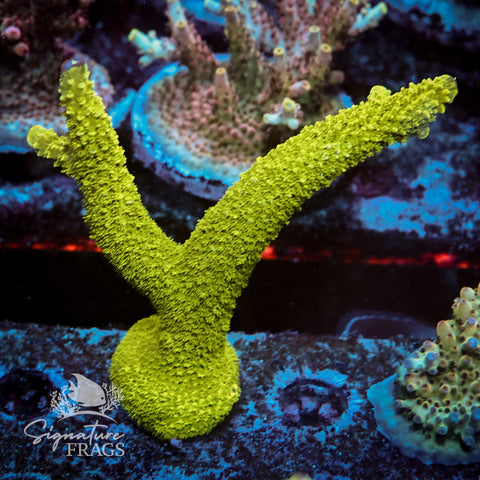 Bali Slimer Acropora WYSIWYG frag 4