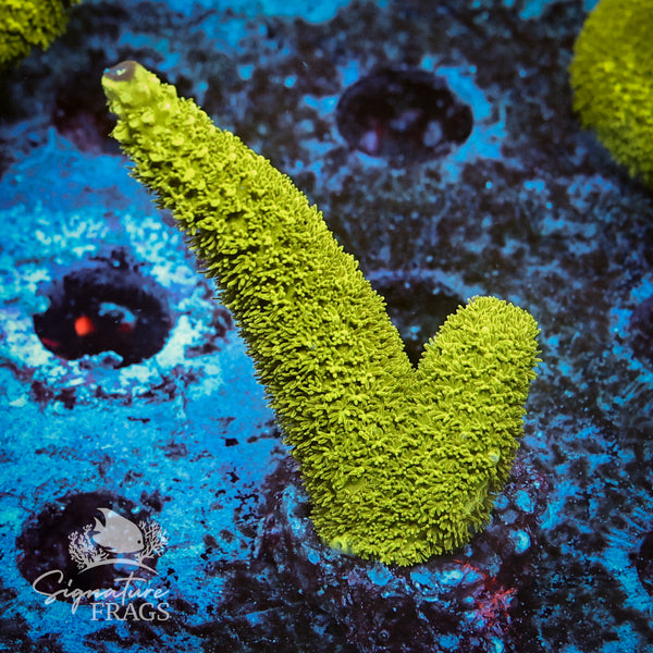 Bali Slimer Acropora WYSIWYG frag 5