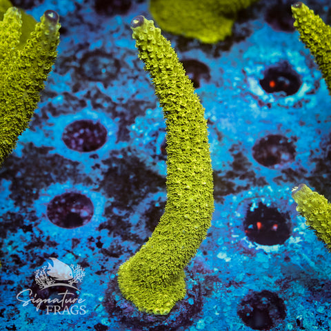 Bali Slimer Acropora WYSIWYG frag 6
