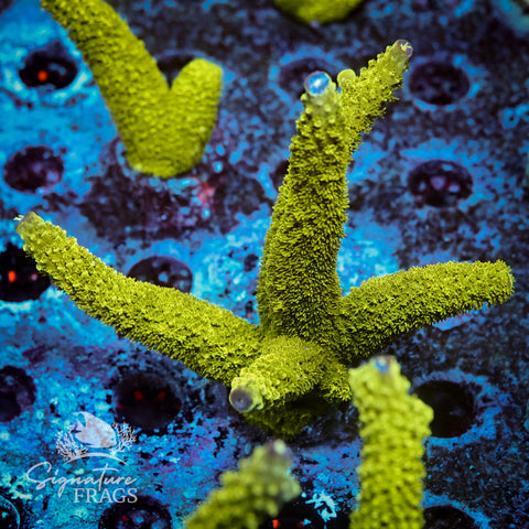 Bali Slimer Acropora WYSIWYG frag 7