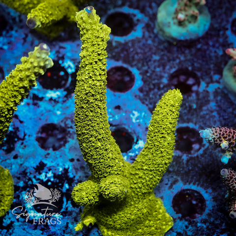 Bali Slimer Acropora WYSIWYG frag 8