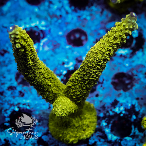 Bali Slimer Acropora WYSIWYG frag 9