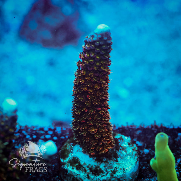 Below Deck Acropora WYSIWYG frag 1