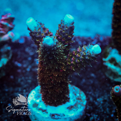 Below Deck Acropora WYSIWYG frag 2