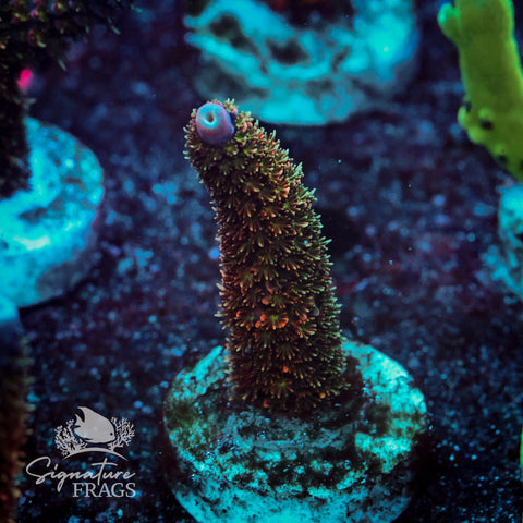 Below Deck Acropora WYSIWYG frag 3