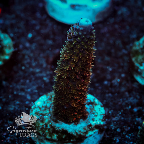Below Deck Acropora WYSIWYG frag 4