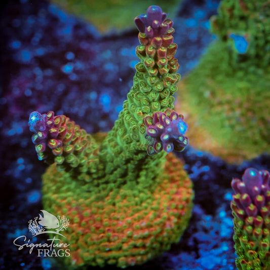 Berry Blast Acropora WYSIWYG frag 1