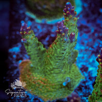Frag 2