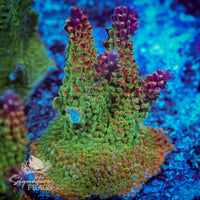 Frag 3
