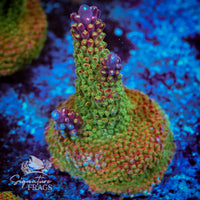Frag 4