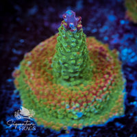 Frag 5