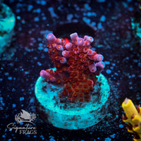 Frag 3