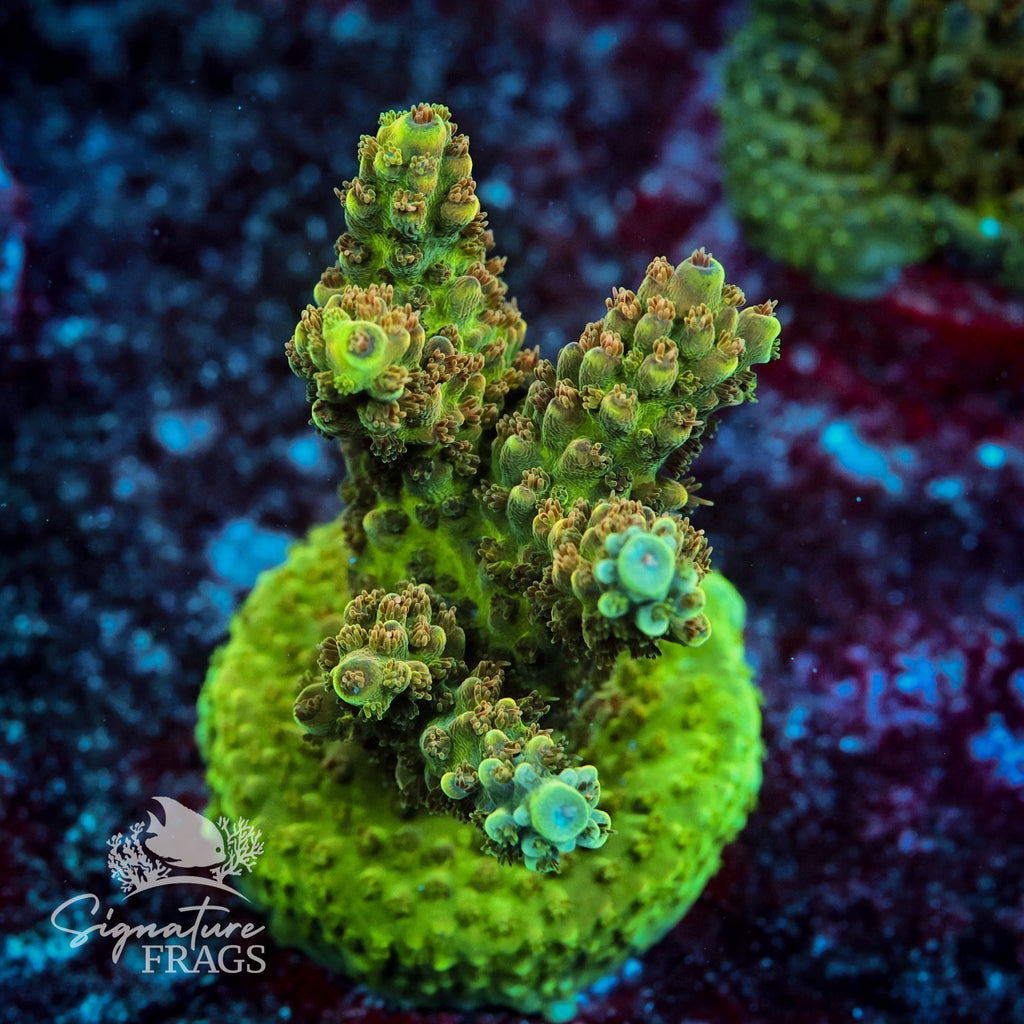 Big Bud Acropora WYSIWYG frag 1