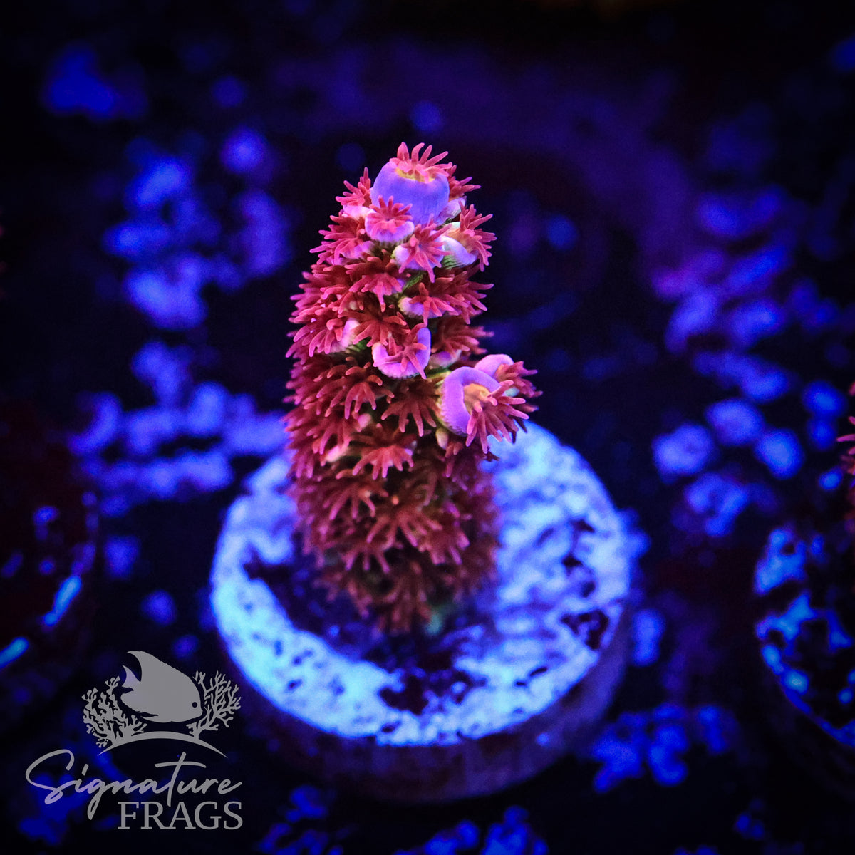 Blazing Biffraria