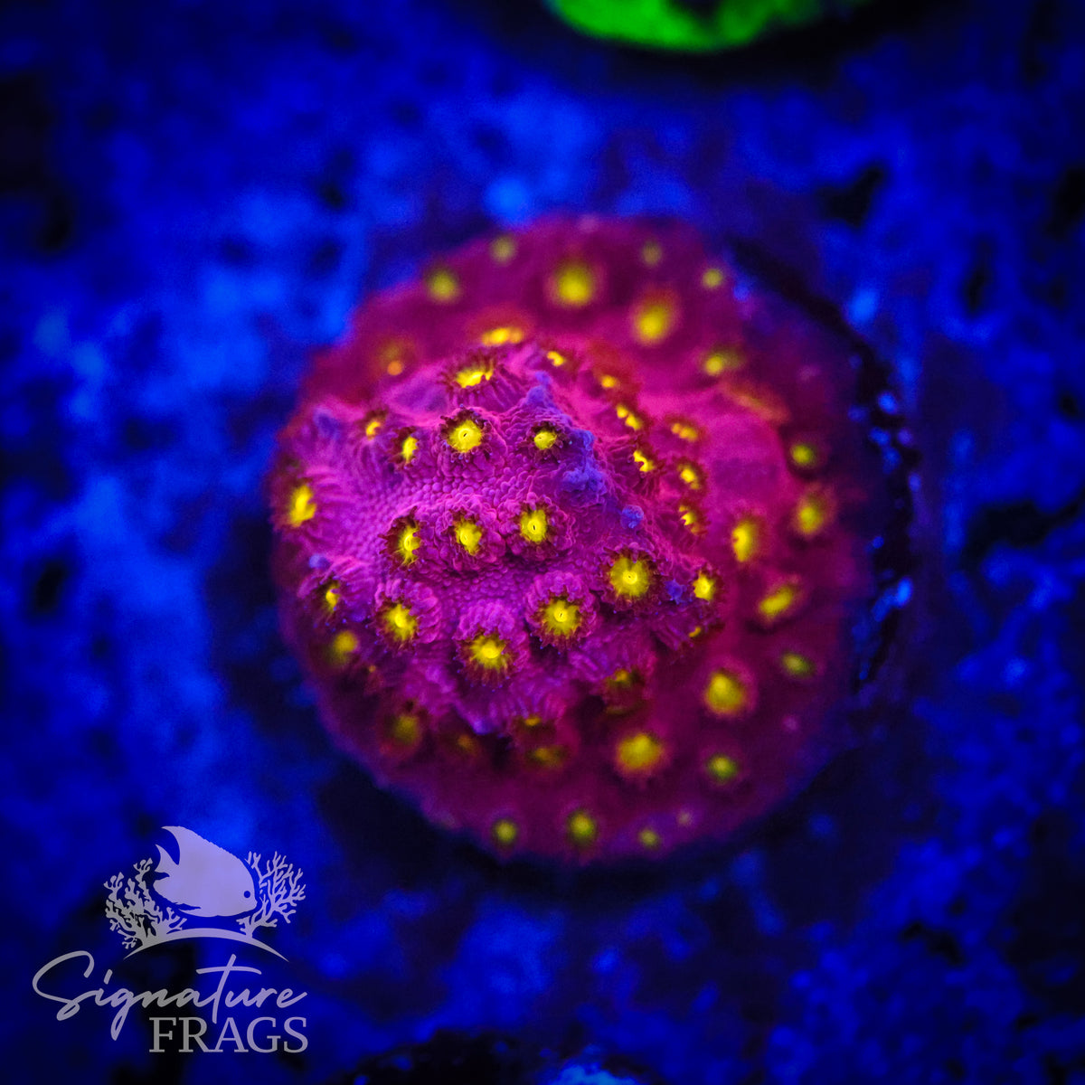 Bling Bling Cyphastrea