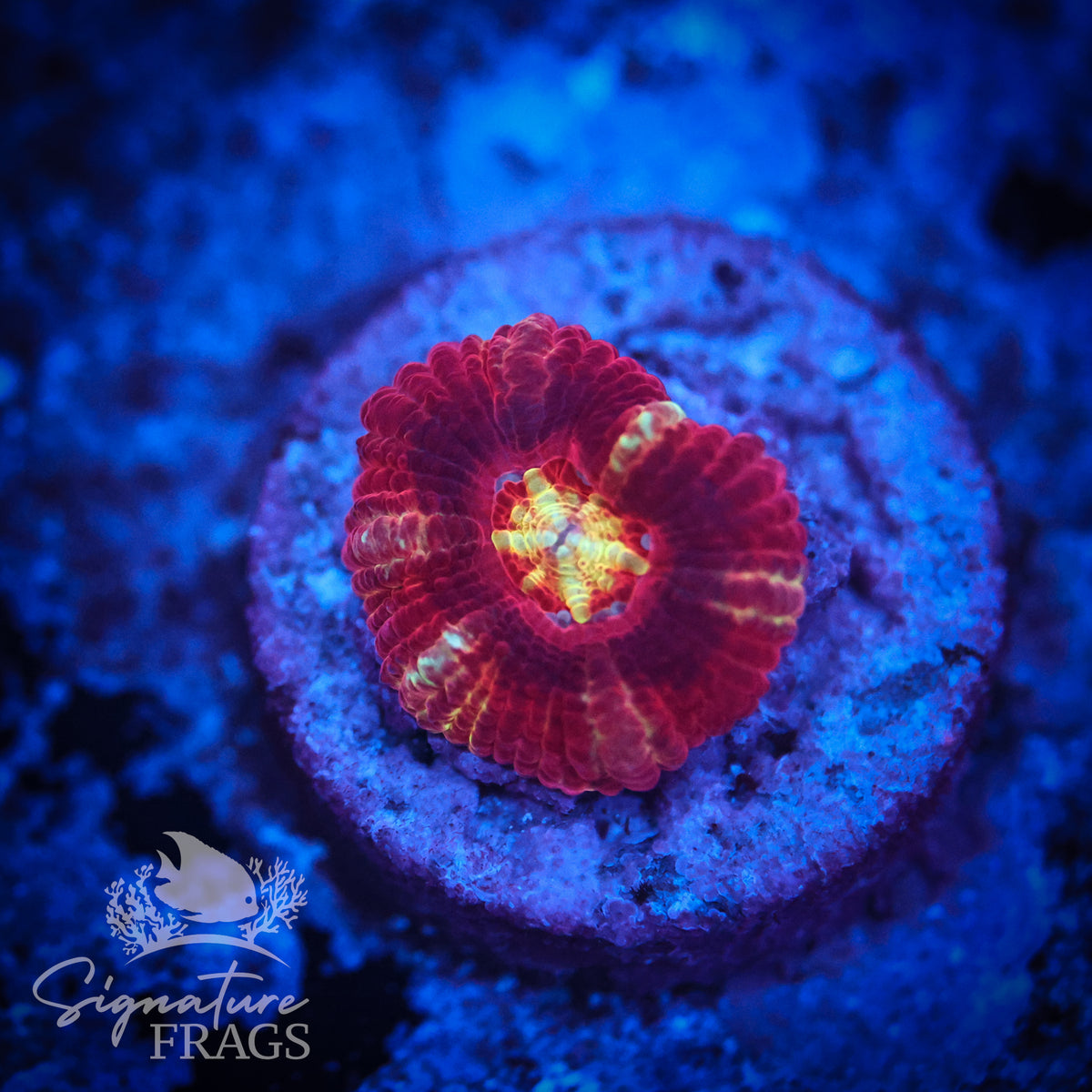 Blood Sucker Unique Micromussa Lord (Acan Lord)
