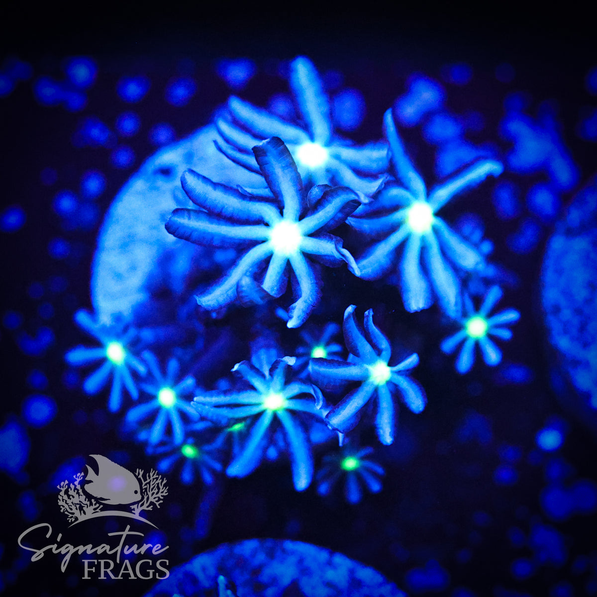 Blue Clove Polyps