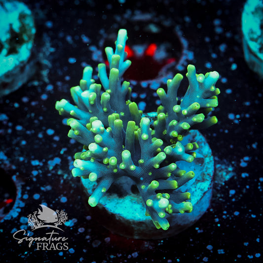 Blue Dragon Acropora WYSIWYG frag 1