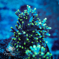 Frag 2