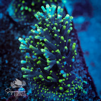 Frag 3