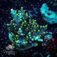 Frag 4