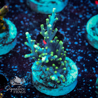 Frag 5