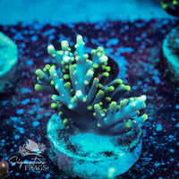 Frag 6