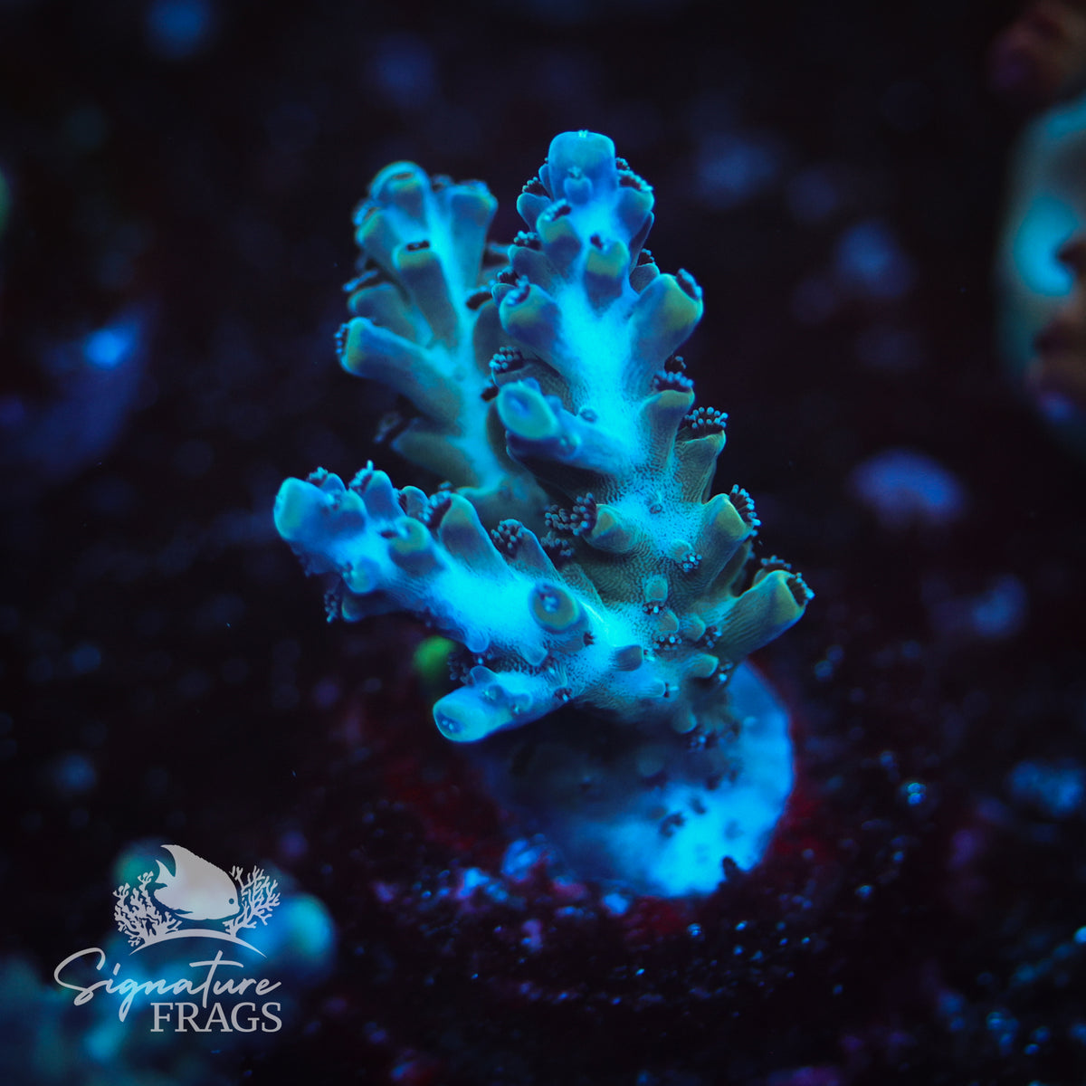 Blue Nasuta