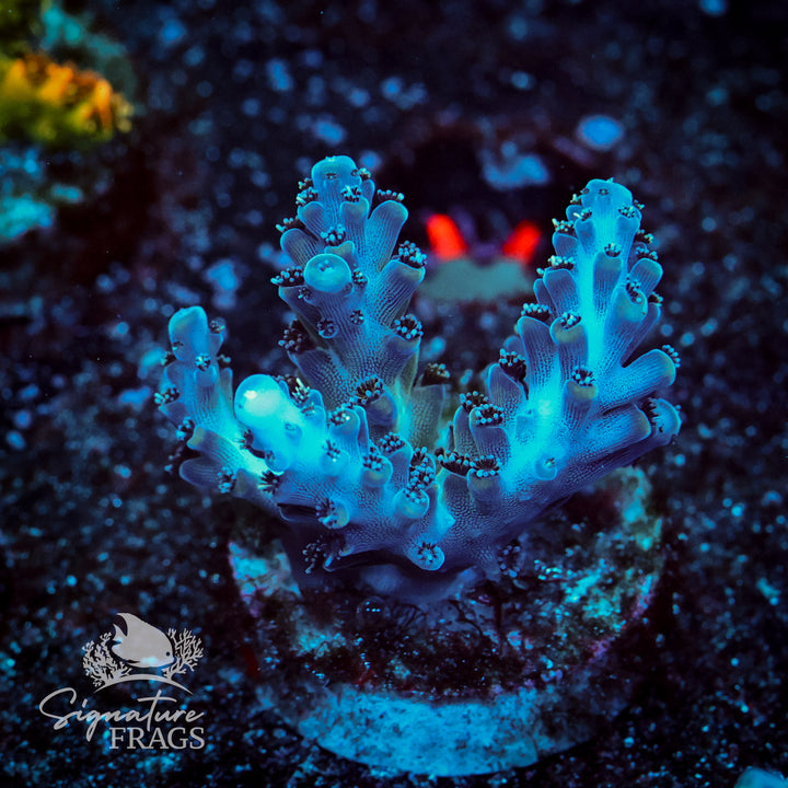 Blue Nasuta