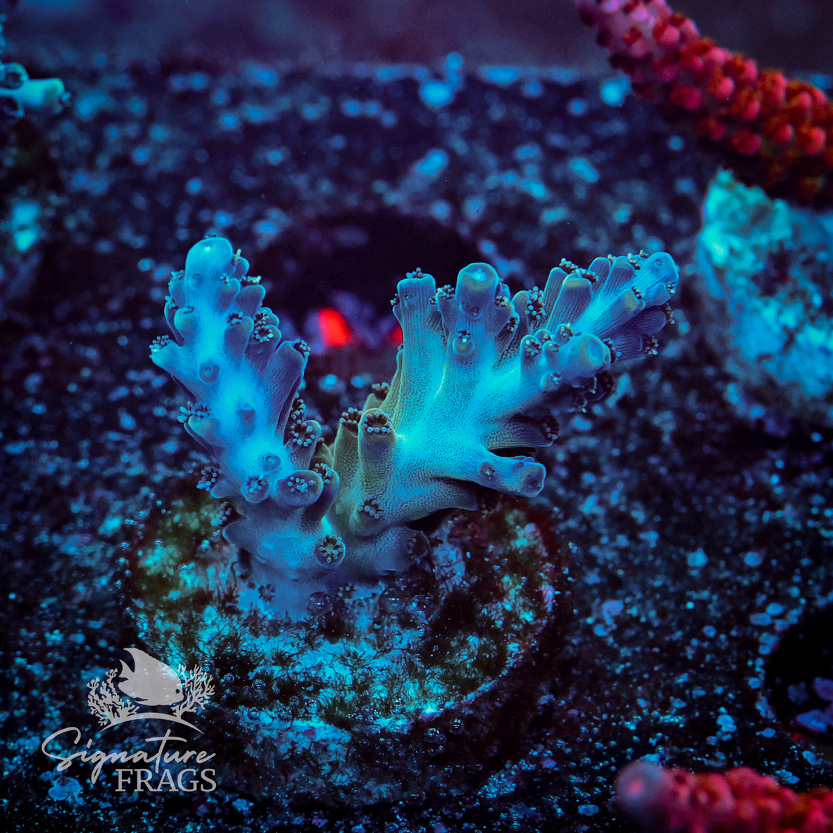 Blue Nasuta