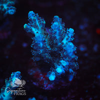 Frag 5