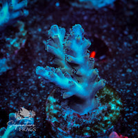 Frag 5