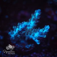 Frag 6
