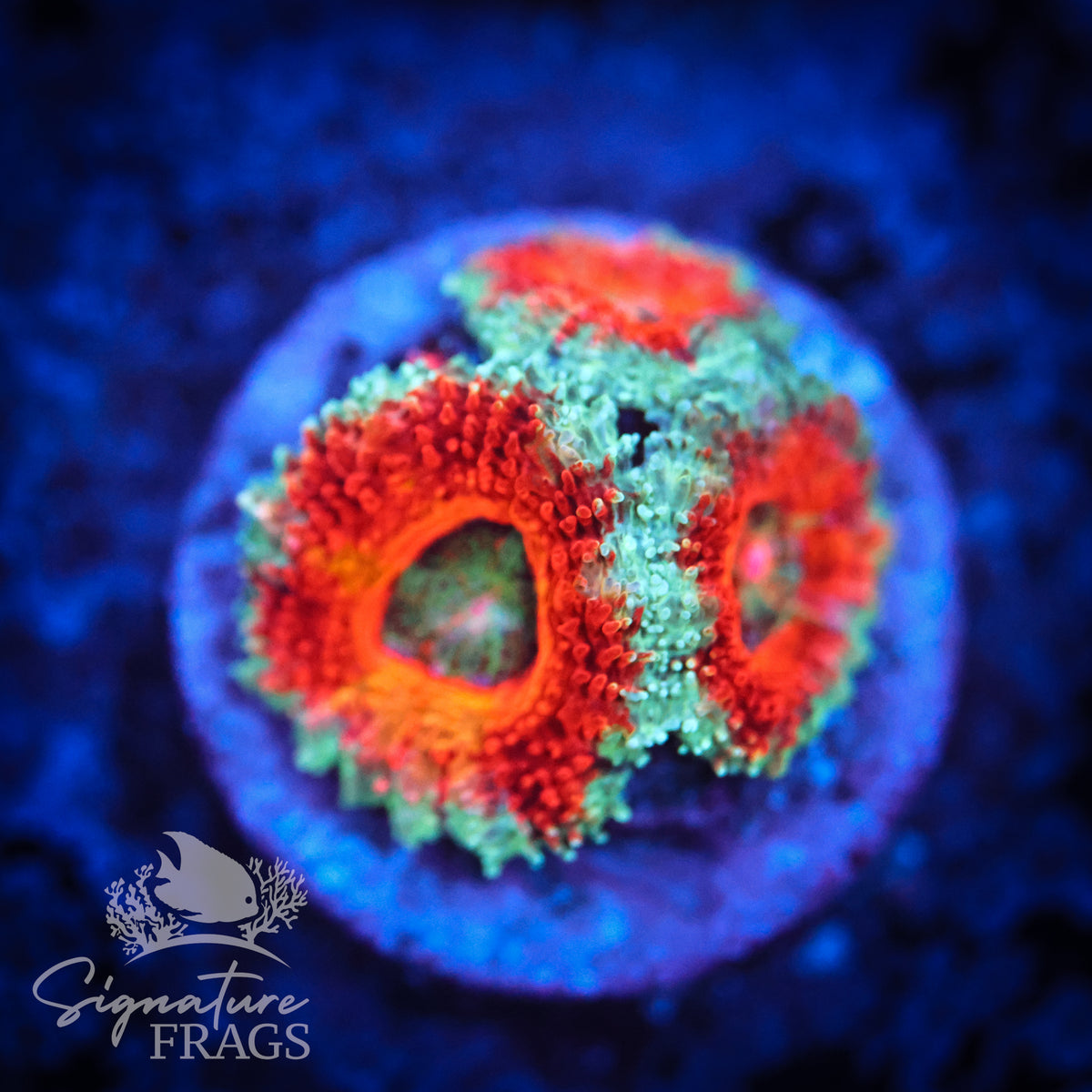 Blue Rim Rainbow Micromussa Lord (Acan Lord)