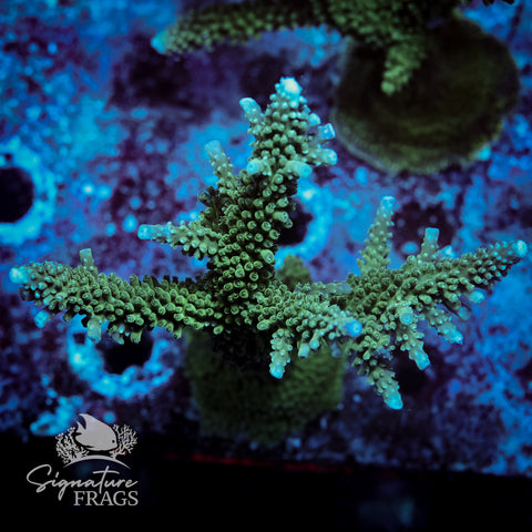 Blue Tip Stag Acropora WYSIWYG frag 10