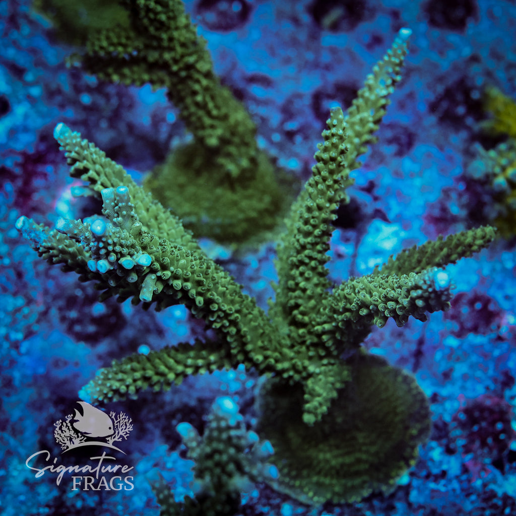 Blue Tip Stag Acropora WYSIWYG frag 1