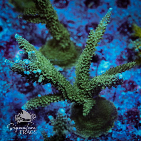 Blue Tip Stag Acropora WYSIWYG frag 1