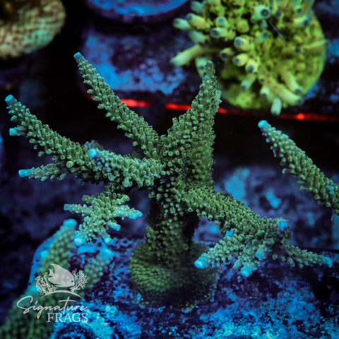 Blue Tip Stag Acropora WYSIWYG frag 2