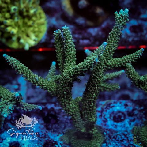 Blue Tip Stag Acropora WYSIWYG frag 3