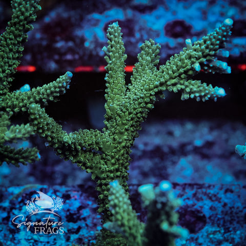 Blue Tip Stag Acropora WYSIWYG frag 4