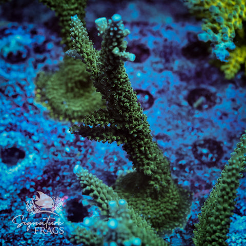 Blue Tip Stag Acropora WYSIWYG frag 5