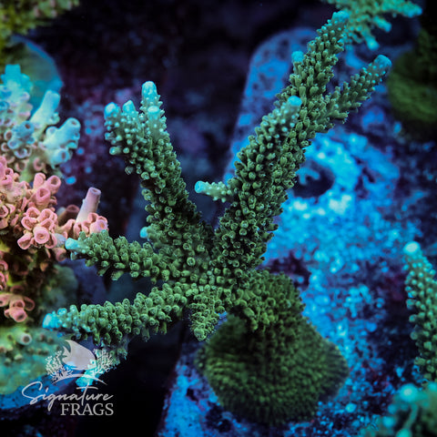 Blue Tip Stag Acropora WYSIWYG frag 6