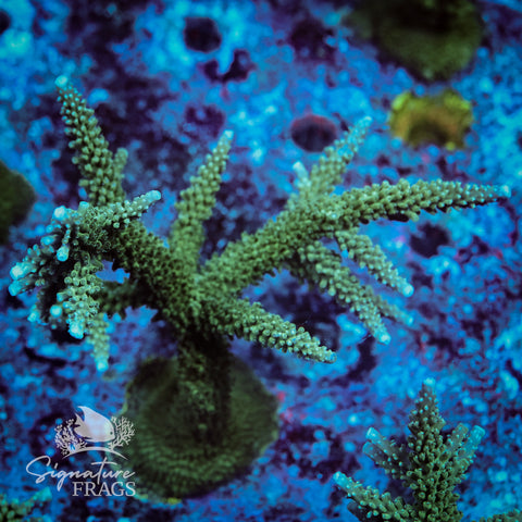 Blue Tip Stag Acropora WYSIWYG frag 7