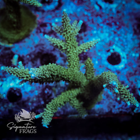 Blue Tip Stag Acropora WYSIWYG frag 8