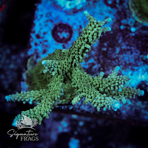 Blue Tip Stag Acropora WYSIWYG frag 9