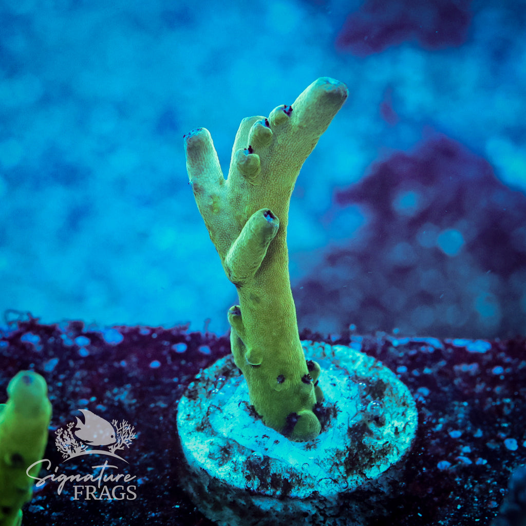 Blueberry Granulosa Acropora WYSIWYG frag 1